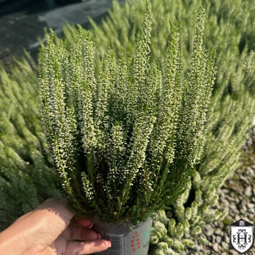 Calluna vulgaris 'Beauty Ladies' - Kanarbik 'Beauty Ladies' valge